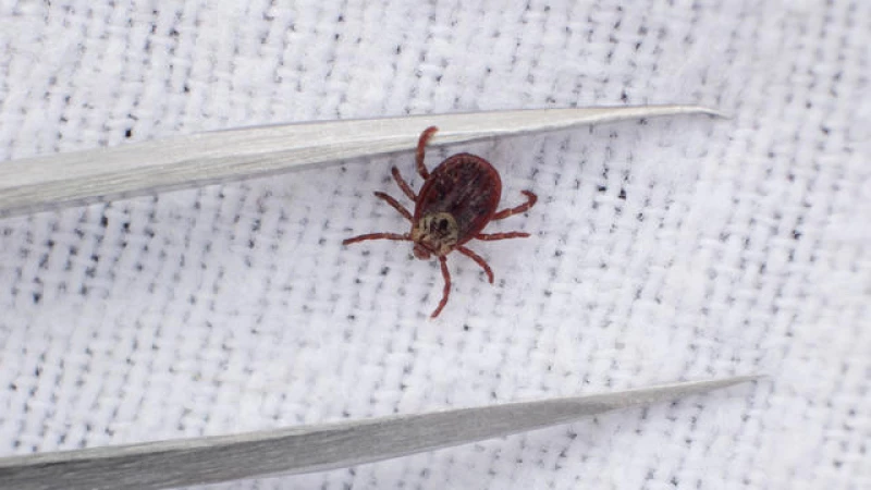Protect Yourself: Spotting and Eliminating Ticks in the Rising Warm Weather