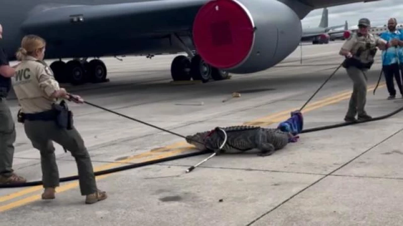 Dramatic Footage: Massive Alligator Captured by Florida Authorities at Air Force Base