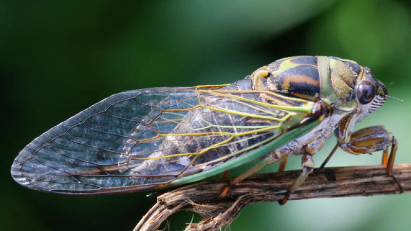 "South Carolina Residents Disturbed by Deafening Cicadas, Prompting Calls to Police"
