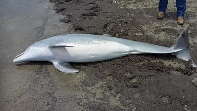 Tragic Discovery: Dolphin Fatally Shot on Louisiana Shoreline