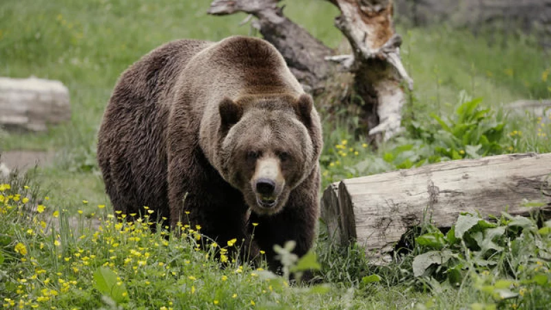 Return of the Grizzlies: Reintroducing the Majestic Bears to their Former U.S. Territory