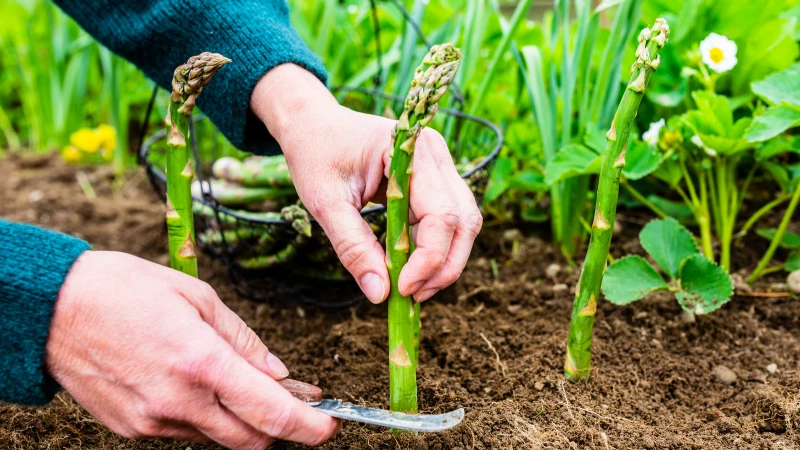 Discover the Key Asparagus Growing Challenges You Must Address