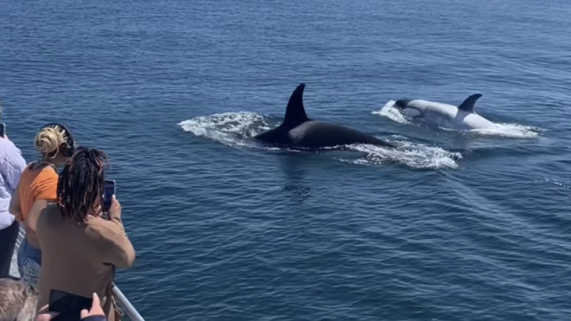 "Frosty: The Rare White Killer Whale Making Waves Along California's Coastline"