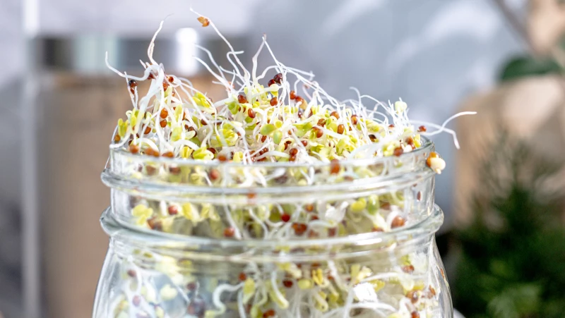 Discover the Secrets to Thriving Broccoli Sprouts: Essential Tips and Pitfalls to Steer Clear Of