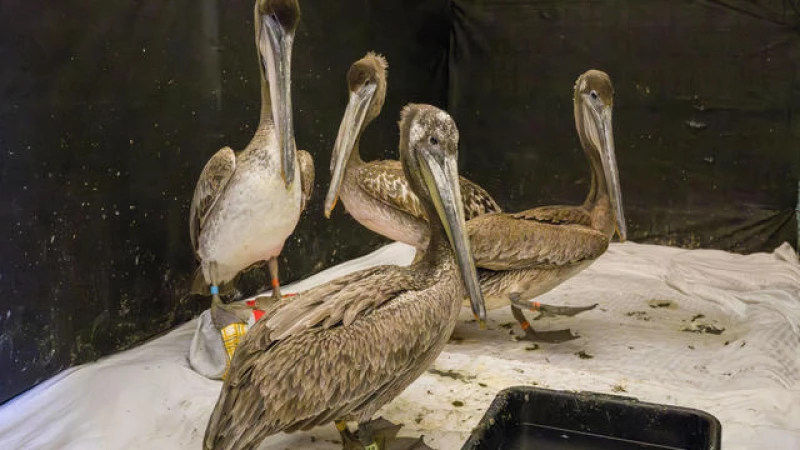 "Alarming Sight: Numerous Malnourished Pelicans Found on Southern California Shores"
